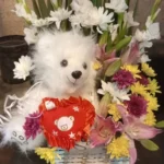 Basket of flower with teddy Bear